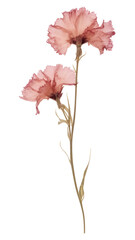 PNG Real Pressed a Carnation flower carnation blossom