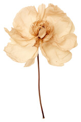 PNG Flower petal plant inflorescence - obrazy, fototapety, plakaty