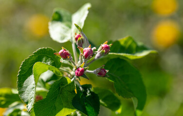Flowers on an apple tree in spring. Close-up