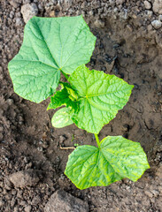 Cucumber shoots in the soil in the garden. Spring