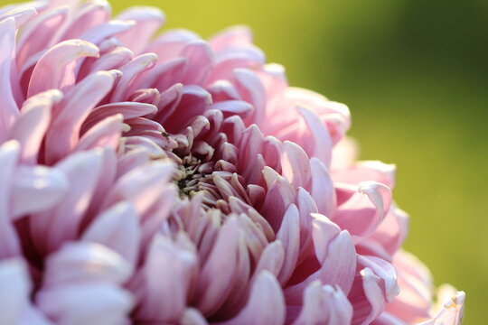 close up of pink chrysanthemum