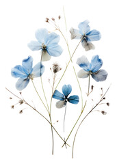 PNG Real Pressed blue flowers petal plant inflorescence - obrazy, fototapety, plakaty