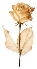 PNG White rose flower plant inflorescence - obrazy, fototapety, plakaty