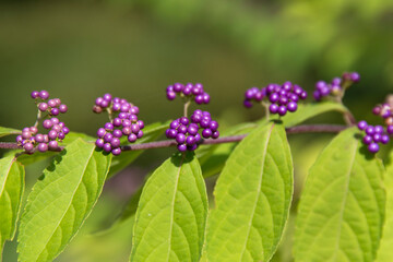 View of the purple berries on the branch