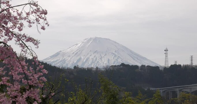 冠雪した富士山と桜の花がある風景。