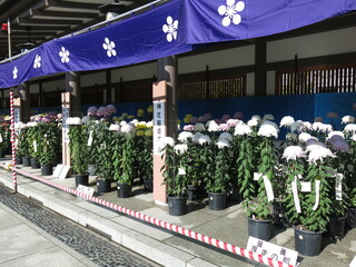 菊の花が飾られた11月の湯島天神（文京菊まつり開催期間）