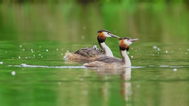 A crested grebe (Podiceps cristatus) family with young swims on a pond and feeds the chicks in Erfurt, Thuringia, Germany, Europe
