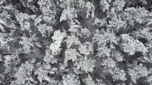 Aerial Top Down view of Snowy Forrest at Winter Upward Movement