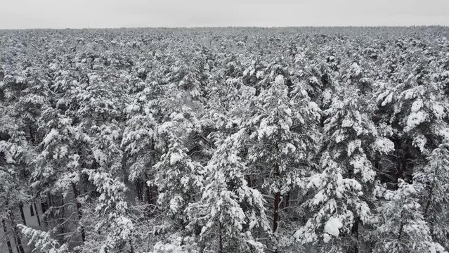 Aerial  Sideview of Snowy Forrest at Winter
