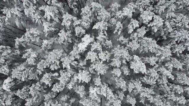 Aerial Top Down view of Snowy Forrest at Winter