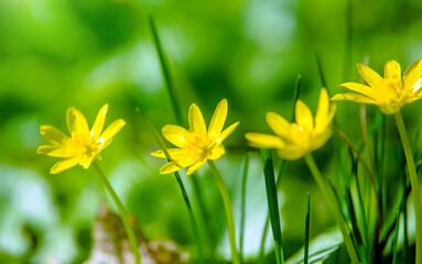 Yellow Lesser celandine flowers in spring on a green natural background
