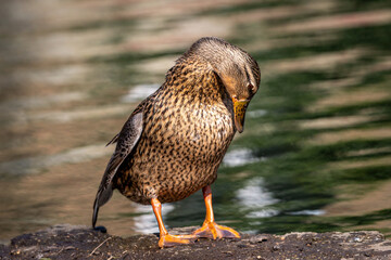 A female mallard duck by a pond in Sussex, with a shallow depth of field