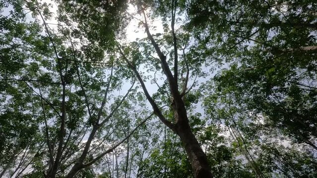 Bottom view of rubber trees in a farmer's rubber plantation in Thailand.