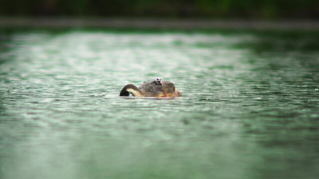 A crested grebe (Podiceps cristatus) family with young swims on a pond and feeds the chicks in Erfurt, Thuringia, Germany, Europe