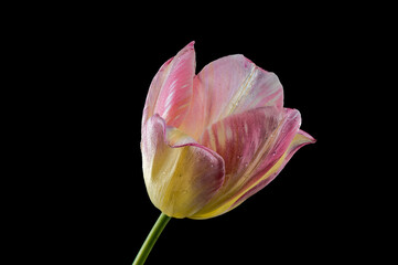 Pink tulip flower on a black background