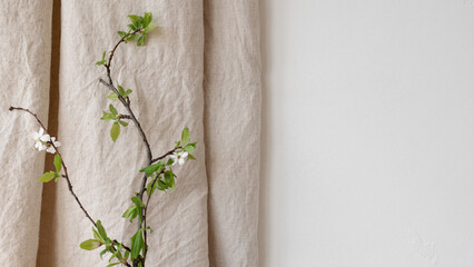 Empty white wall, neutral beige linen curtain texture, cherry tree branch with green leaves and...