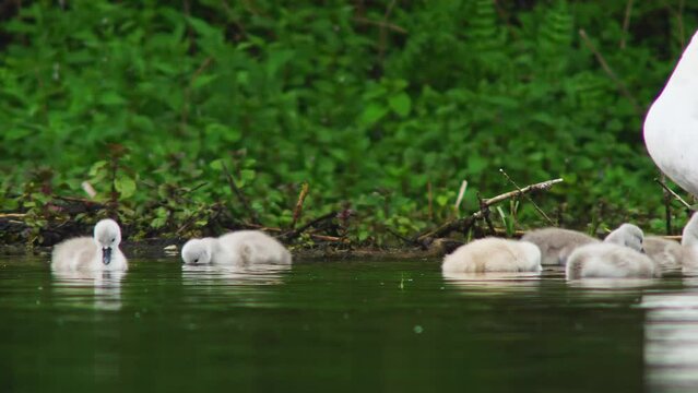 A family of swans (Cygnus olor) with young swims and looks for food for them chicks on a morning on a pond in Erfurt, Thuringia, Germany, Europe