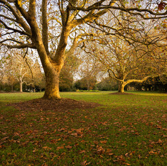 Autumn trees and fallen leaves on the ground. Auckland. - 787947802