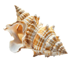 Seashells of Rococo Art isolated on transparent png.