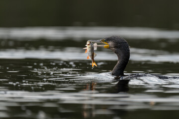 Kormoran mit Fisch Beute