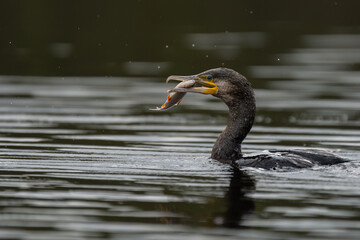 Kormoran mit Fisch Beute