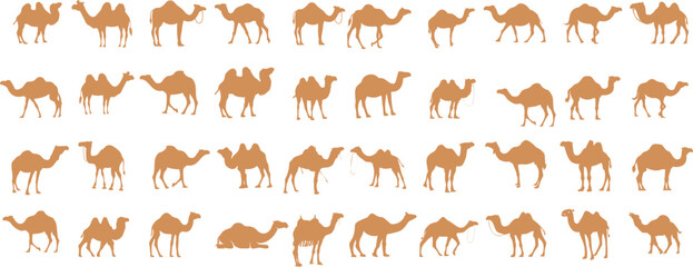 Obraz premium Camel vector illustration, desert animal illustration. Perfect camel clipart for fabric, wallpaper, wrapping paper. Captures camel iconic shape, movement in elegant, simple style