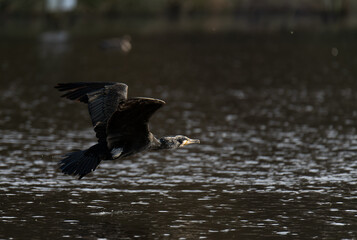 Kormoran
