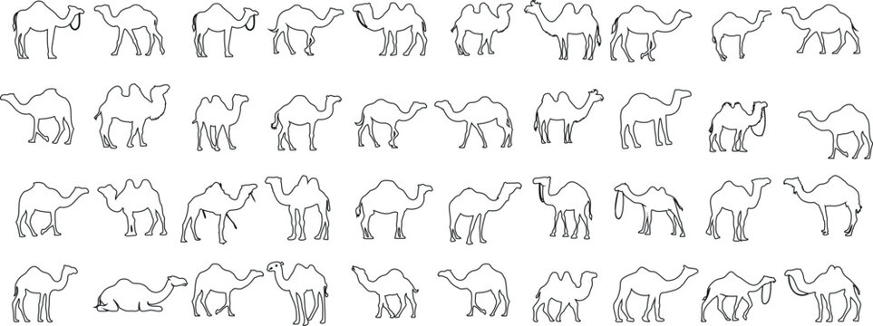 Camel, Line, Art, Minimalist, Sketch, 