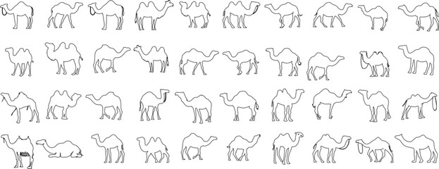 Camel sketch, vector art collection. Educational, creative project resource. High quality black and white camel drawings in various poses and angles. Minimalist, elegant camel line art design.