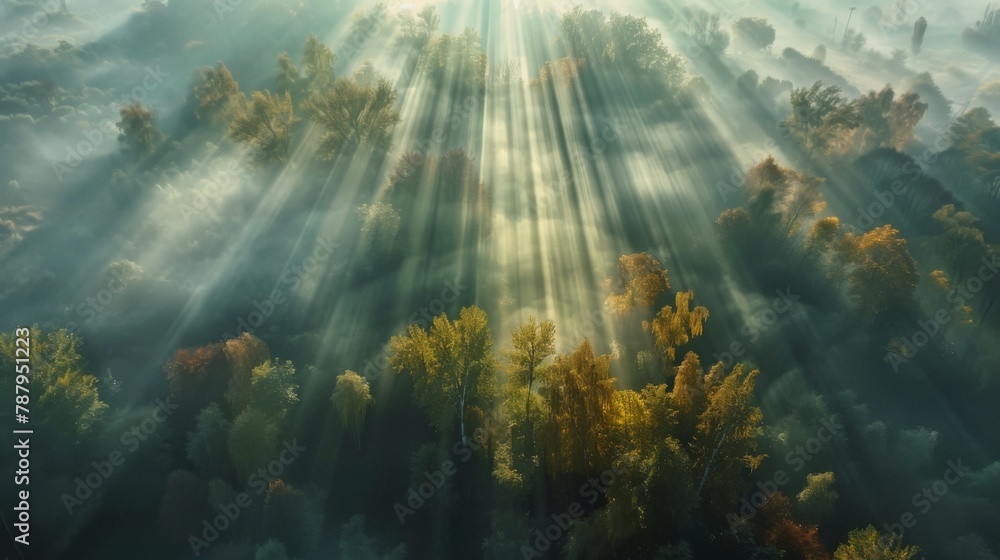 Poster Airview light and shadows in mist. First rays of sun through fog and trees.