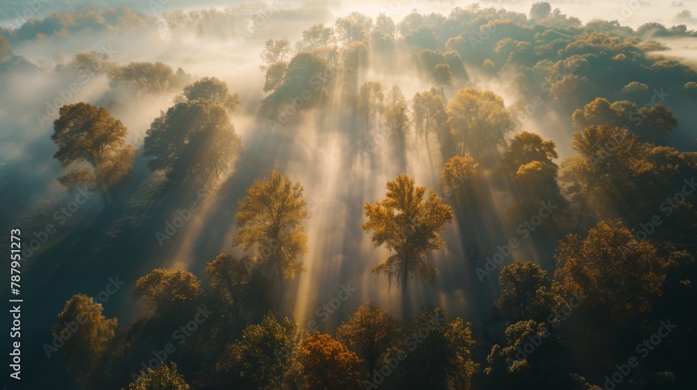 Poster Airview light and shadows in mist. First rays of sun through fog and trees.