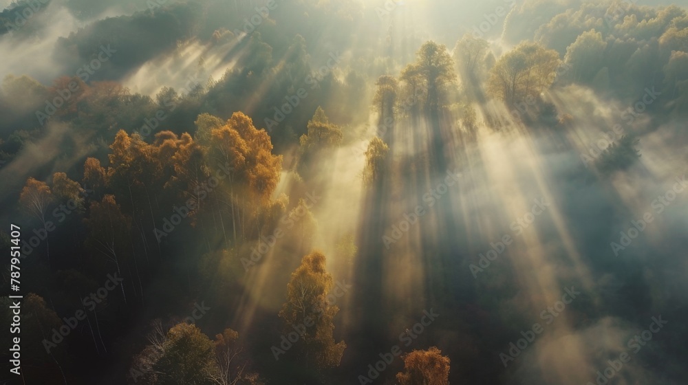 Poster airview light and shadows in mist. first rays of sun through fog and trees. morning autumn landscape