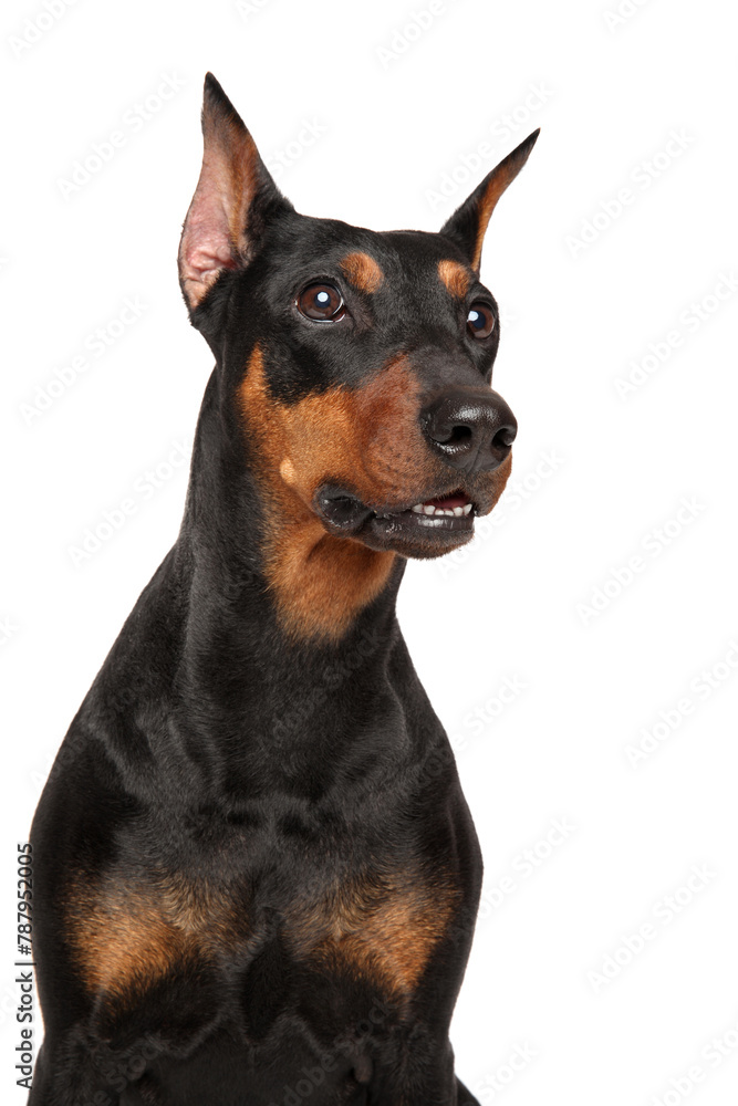 Sticker funny german pinscher on a white background.