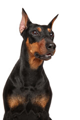 Funny german Pinscher on a white background.