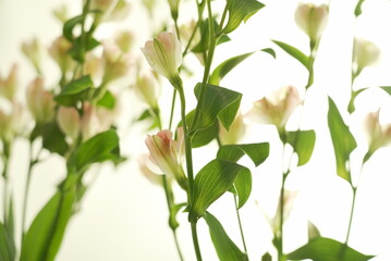 アルストロメリア