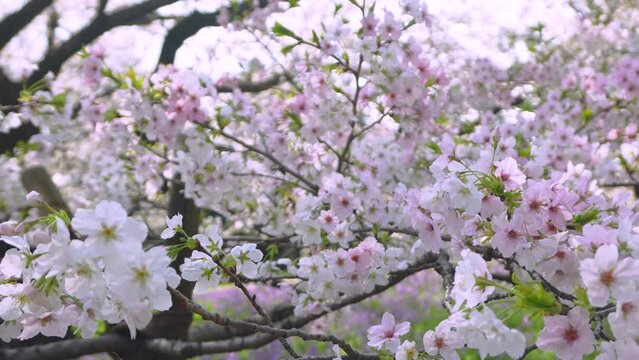 panning left shot of cherry blossoms "sakura" in full bloom.