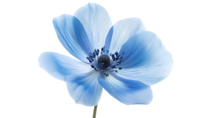 Blue flowers isolated on a transparent background