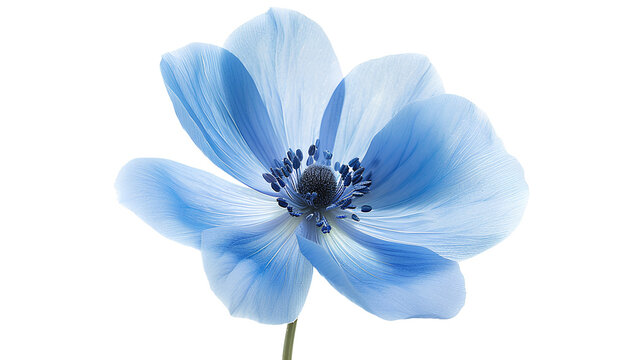 recommend clip art: Blue flowers isolated on a transparent background