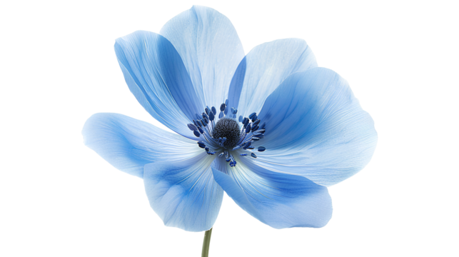 Blue flowers isolated on a transparent background