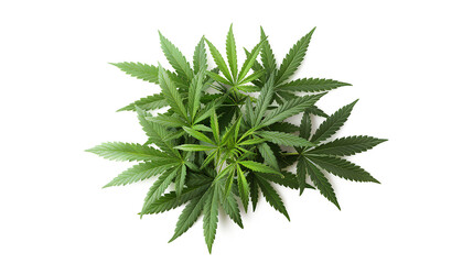 Green cannabis leaves plant isolated on a transparent background