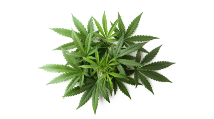 Green cannabis leaves plant isolated on a transparent background