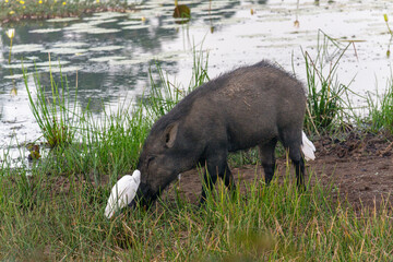 Yala National Park, Southern and Uva Provinces, Sri Lanka