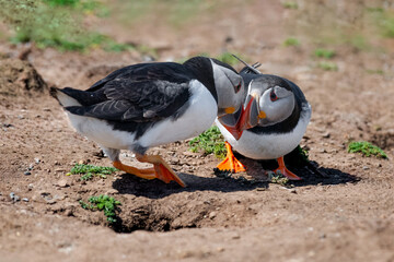two Atlantic puffins, Fratercula arctica, photographed as they stand on the ground. Their beaks are touching as they look into each others eyes