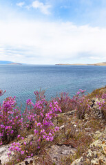 Baikal Lake in spring. Beautiful landscape with wild flowering bushes of rhododendron or bagulnik on rocky coast of Olkhon Island against background of blue water of Small Sea. Spring travel, outdoors