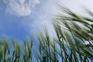 Wheat plant ear close up vision detail sky clouds color - obrazy, fototapety, plakaty