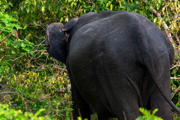 Yala National Park, Southern and Uva Provinces, Sri Lanka