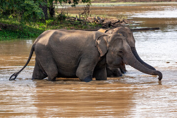 Yala National Park, Southern and Uva Provinces, Sri Lanka