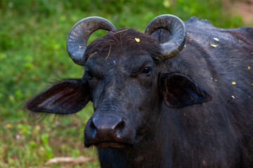 Portrait of a Wild water buffalo (Bubalus arnee), at Yala National Park, Sri Lanka	
