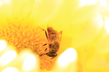 bee in the yellow chrysanthemum