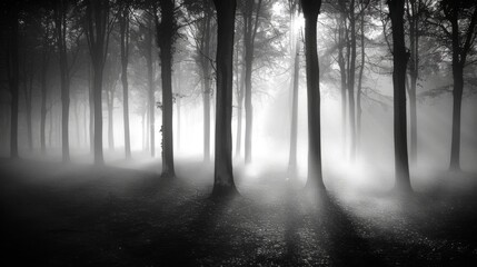 Fototapeta na wymiar Tree silhouettes in a dark misty forest. Osnabruck, Germany